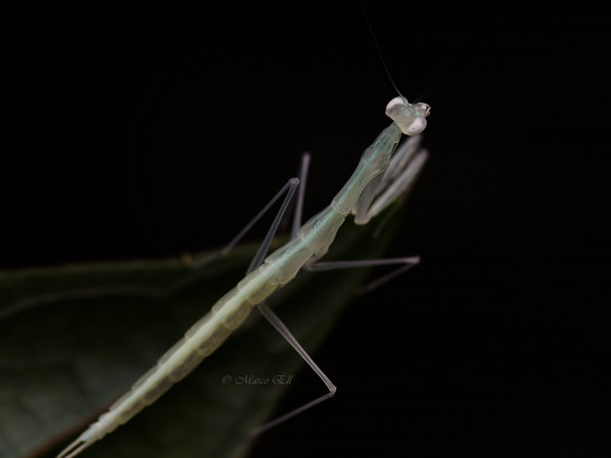 Sinomantis denticulata