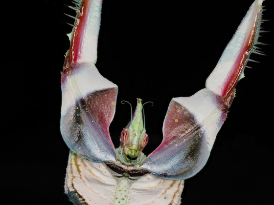 Idolomantis diabolica Weibchen adult