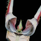 Idolomantis diabolica Weibchen adult