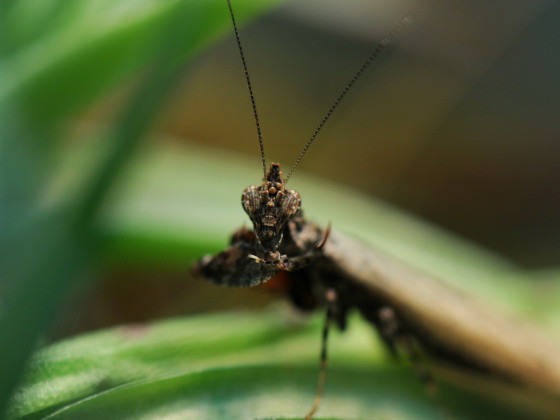 Oxypilus hamatus - frisch adultes Männchen