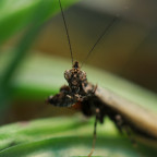 Oxypilus hamatus - frisch adultes Männchen