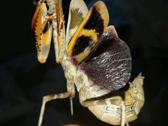 Parasphendale agrionina MF