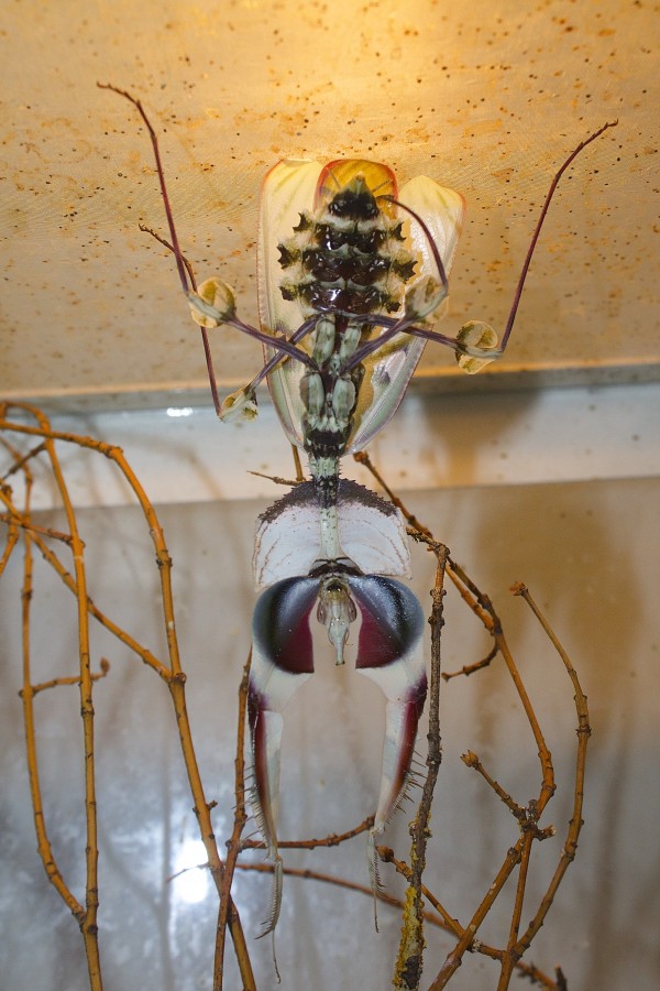 Idolomantis diabolica