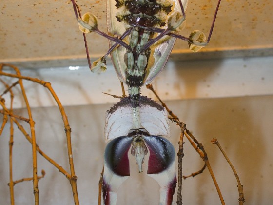 Idolomantis diabolica