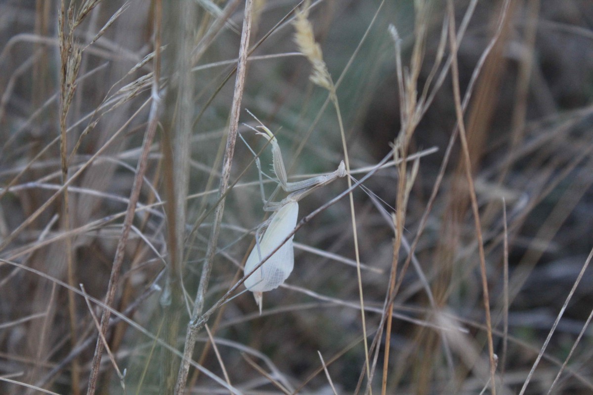 frisch gehäutetes Exemplar von Mantis religiosa