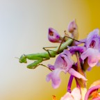 Mantis religiosa