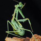 Omomantis zebrata