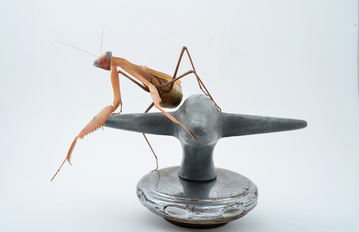 Sphodromantis viridis