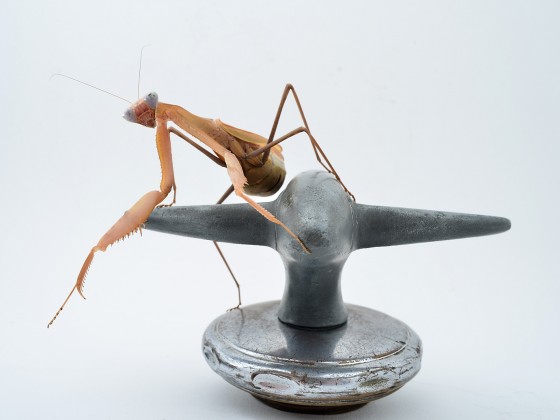 Sphodromantis viridis