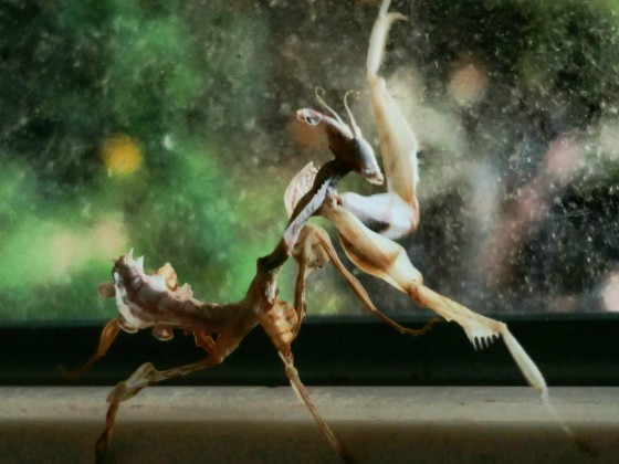 Idolmantis diabolica