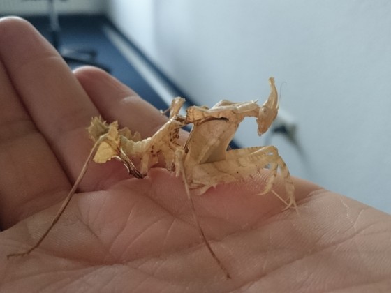 Idolomantis Diabolica l6