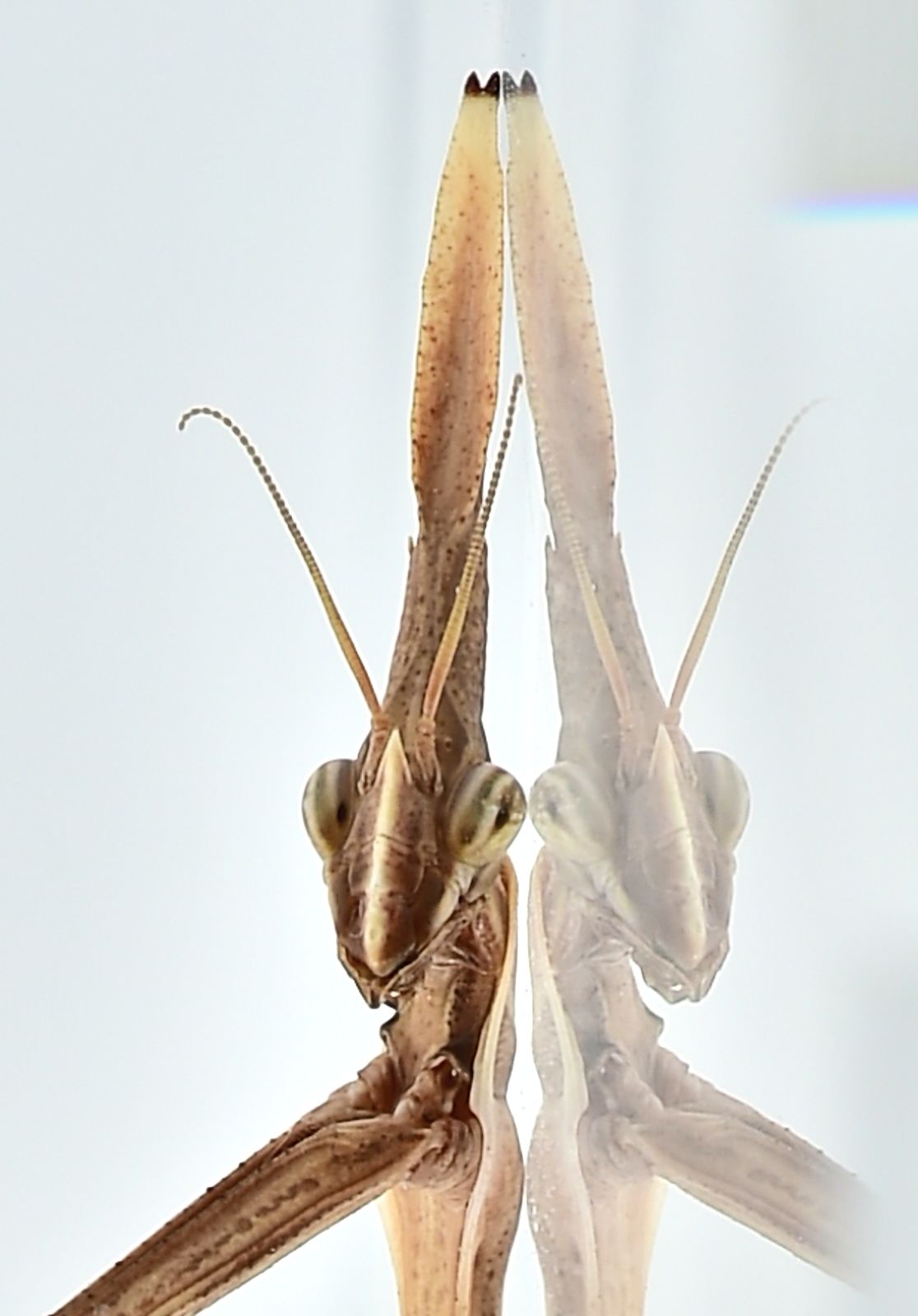 Hypsicorypha gracilis