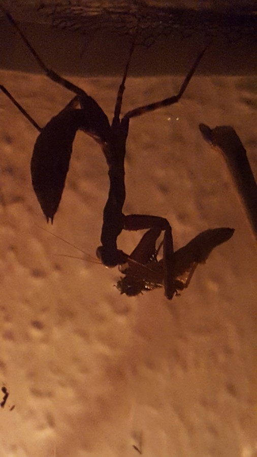 Pnigomantis medioconstricta "candle light dinner" die 2.