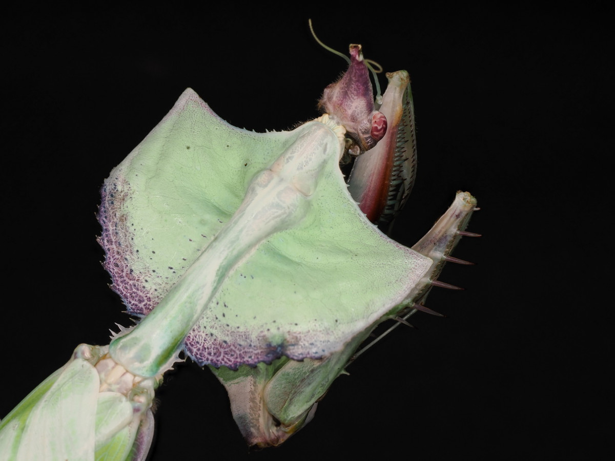 Idolomantis diabolica Weibchen adult