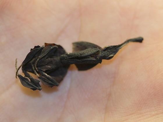 Phyllocrania illudens