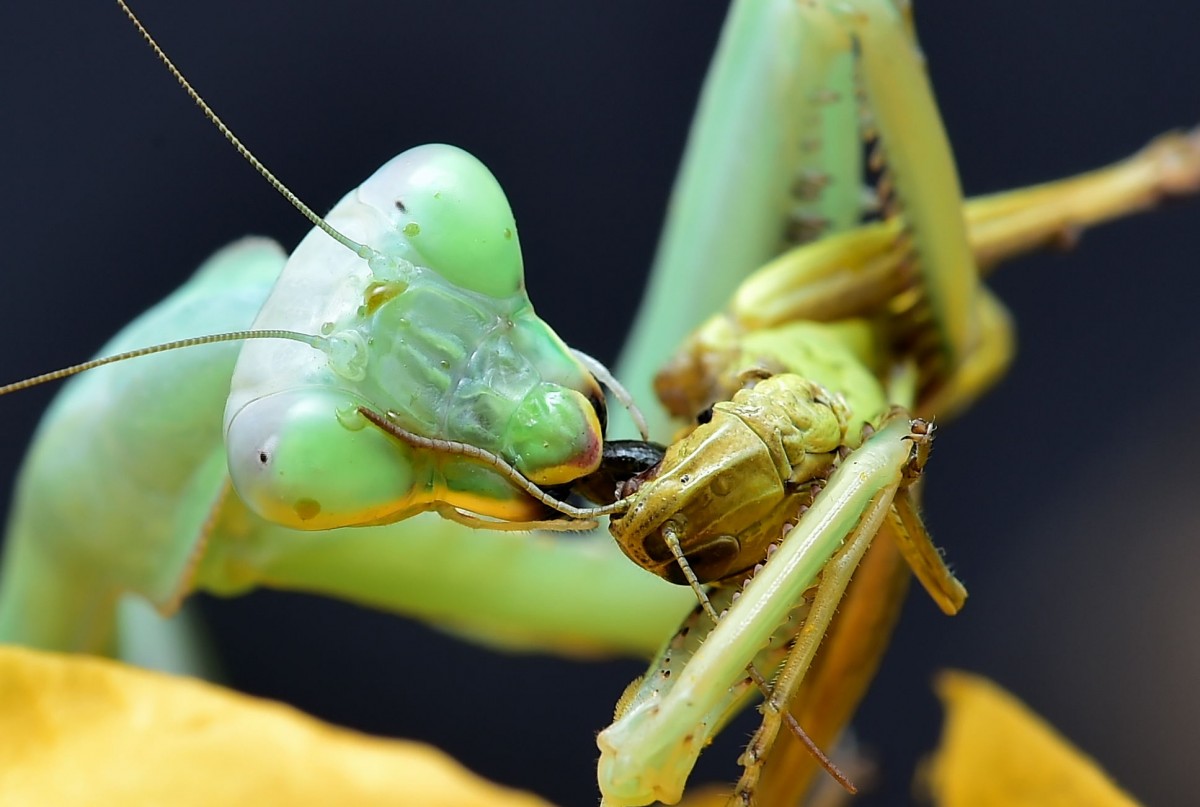 Sphodromantis viridis