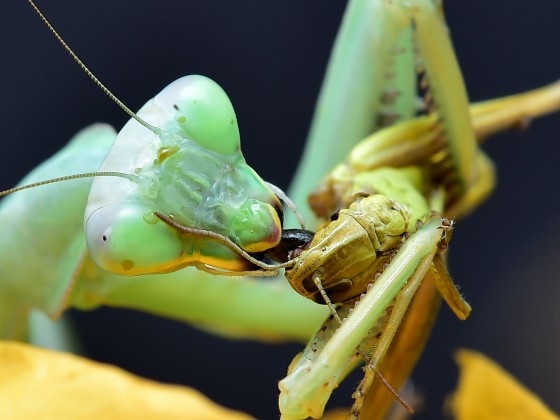 Sphodromantis viridis