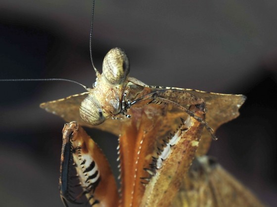 Deroplatys desiccata