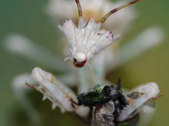 Pseudocreobotra wahlbergii 1.0, subadult