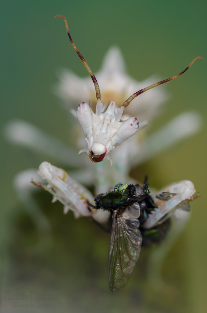 Pseudocreobotra wahlbergii 1.0, subadult