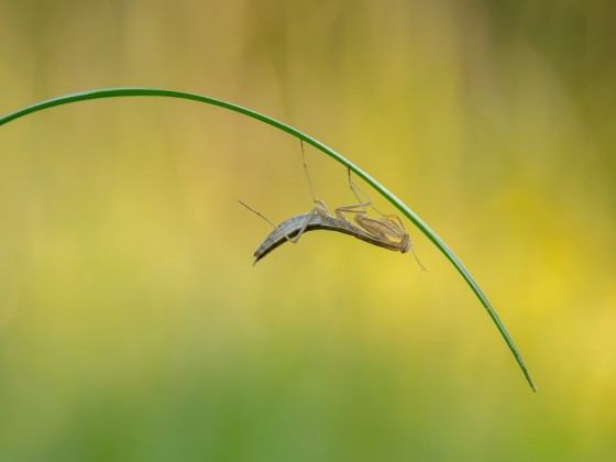 Mantis religiosa