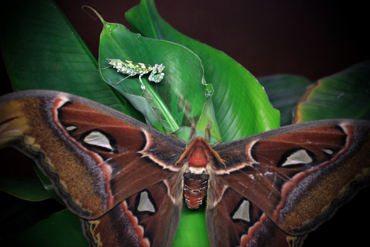 Pseudocreobotra Wahlbergii vs. Attacus Atlas