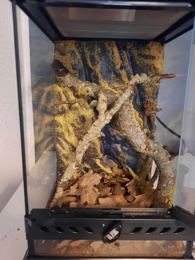 Neues terrarium für deroplatys desiccata