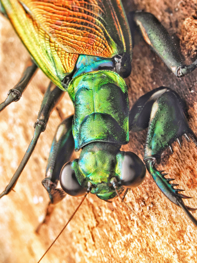 Meatllyticus splendidus Adult Weibchen Portrait