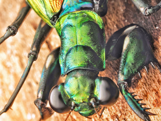 Meatllyticus splendidus Adult Weibchen Portrait