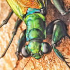 Meatllyticus splendidus Adult Weibchen Portrait