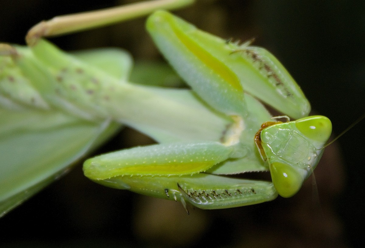 Rhombodera extensicollis