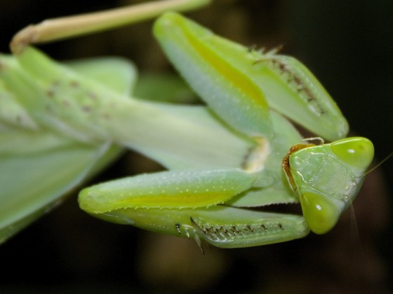 Rhombodera extensicollis