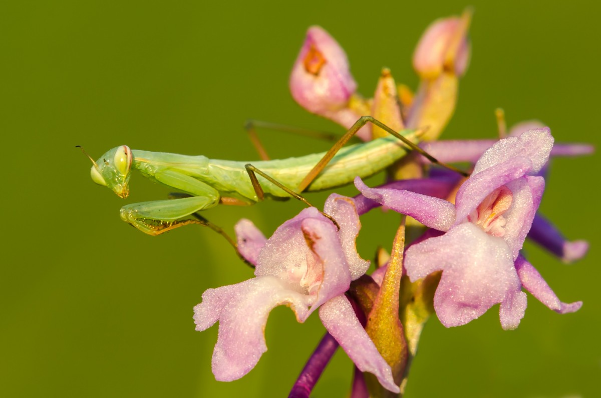 Mantis religiosa