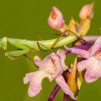 Mantis religiosa