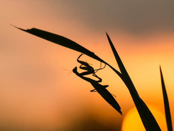 Mantis religiosa, 0.1 adult