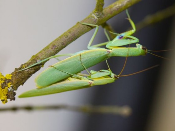 Orthodera novaezealandiae