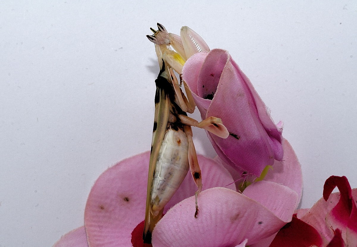 Hymenopus coronatus