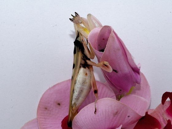 Hymenopus coronatus