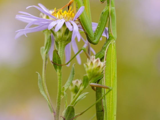 Mantis religiosa