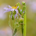 Mantis religiosa