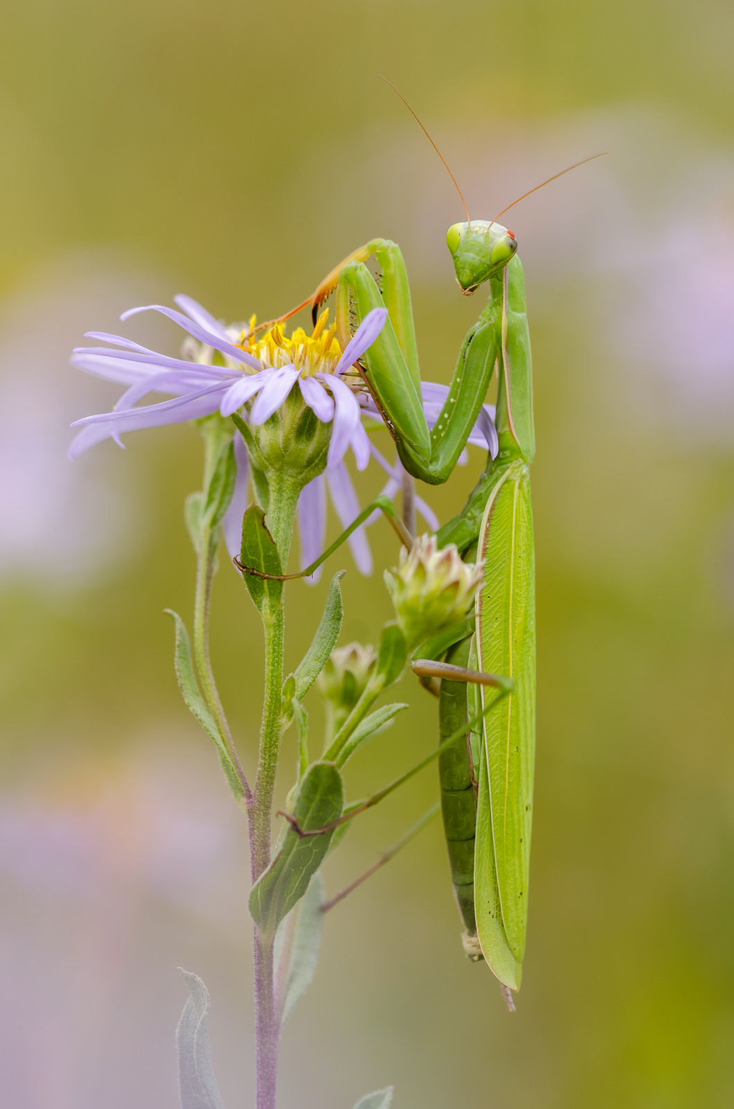 Mantis religiosa