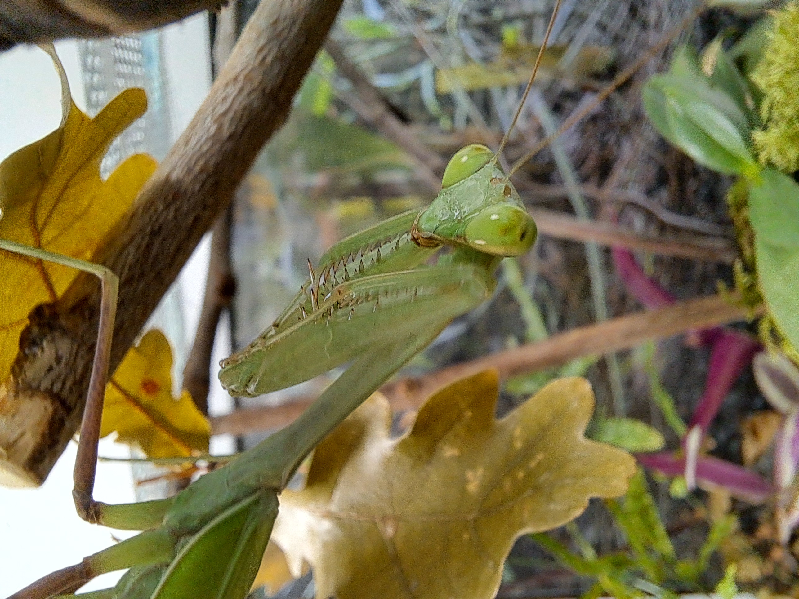 Hierodula membranacea (Lauerposition)