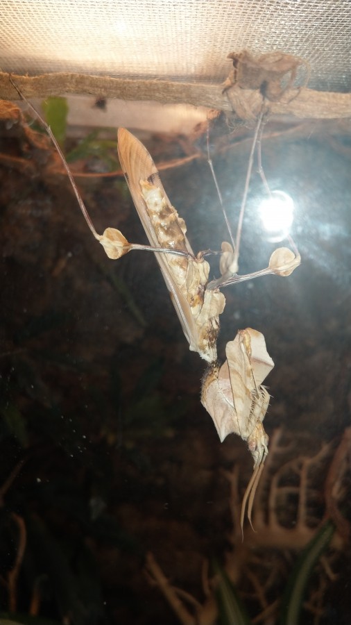 Idolomantis Diabolica Männchen 24 Stunden nach der Adulthäutung