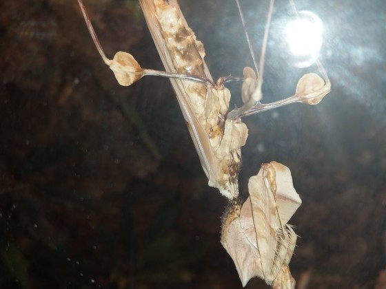 Idolomantis Diabolica Männchen 24 Stunden nach der Adulthäutung