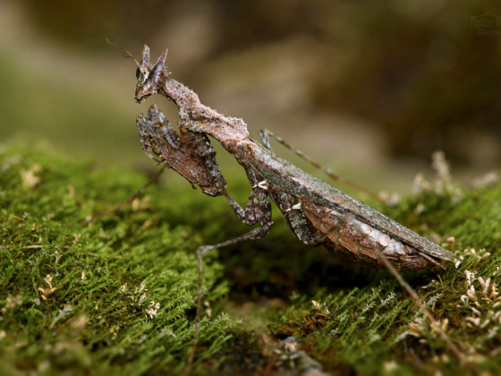 Haania orlovi, 0.1 adult