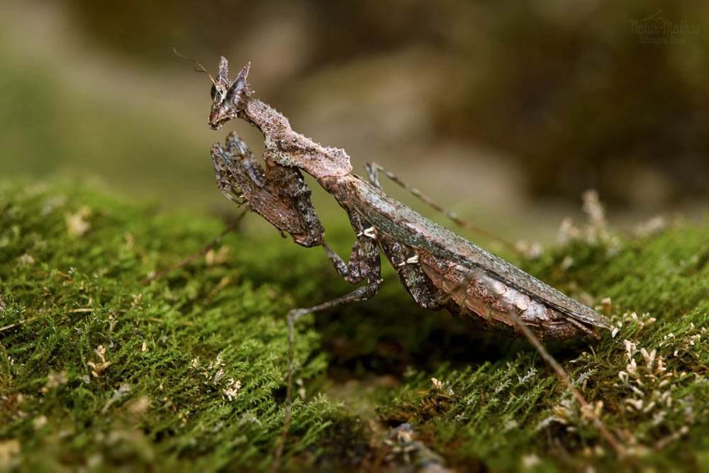 Haania orlovi, 0.1 adult