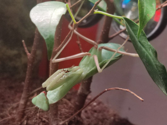 Adultes Sphodromantis aurea Weibchen