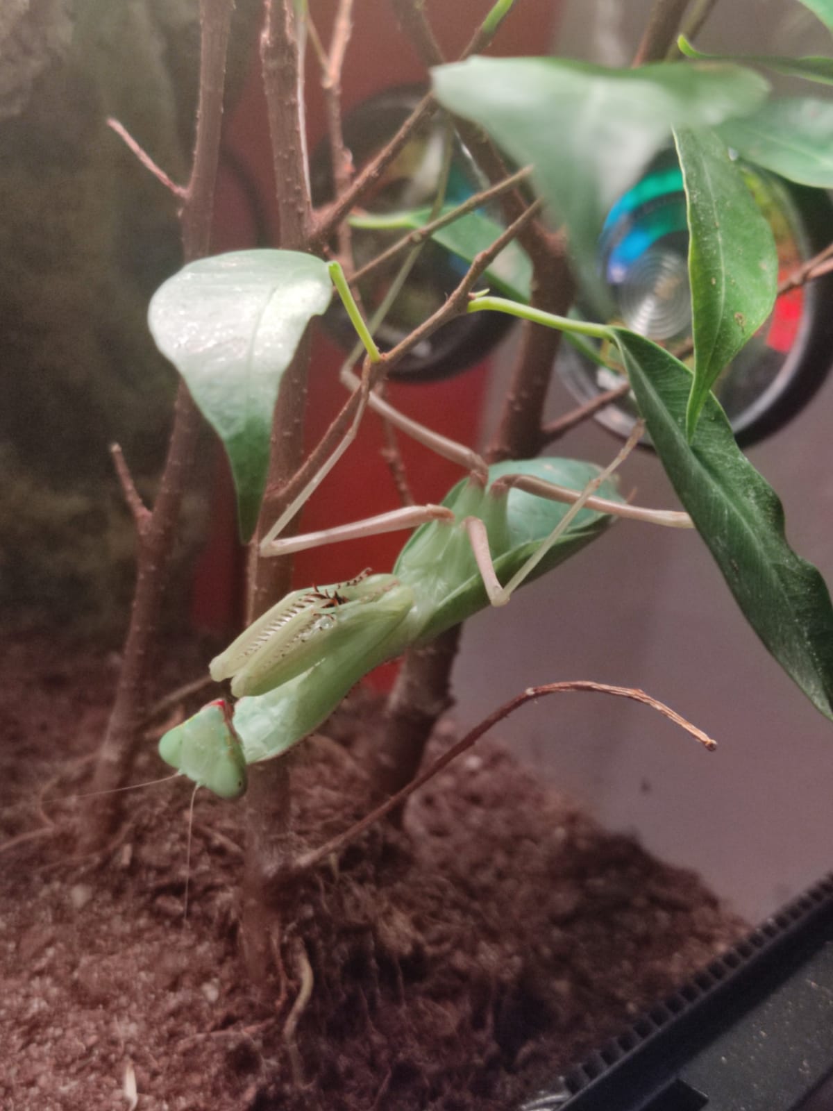 Adultes Sphodromantis aurea Weibchen Gottesanbeterin Forum Tipps zu