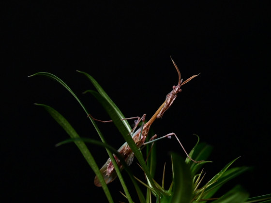 Empusa fasciata