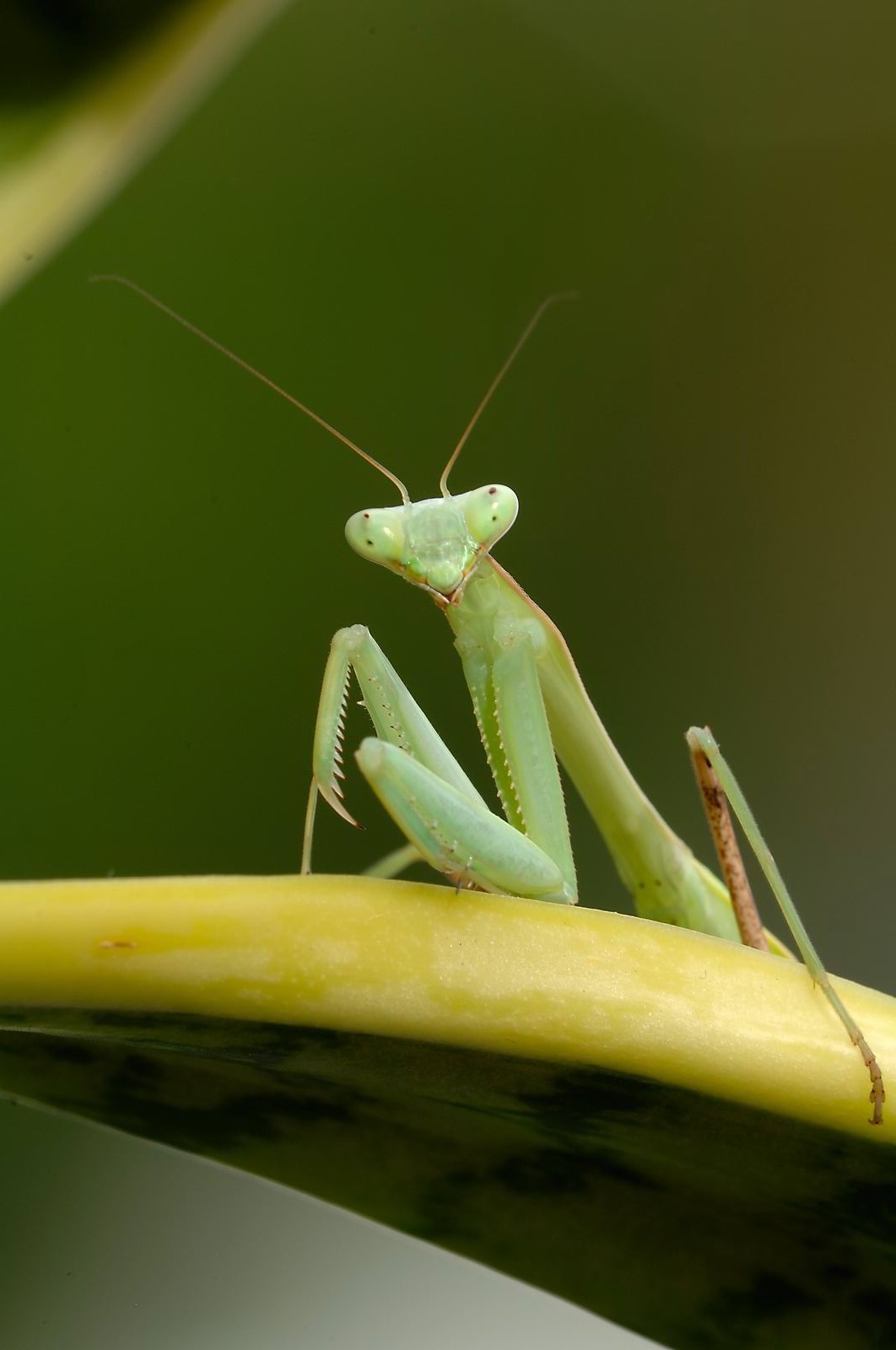 Hierodula membranacea